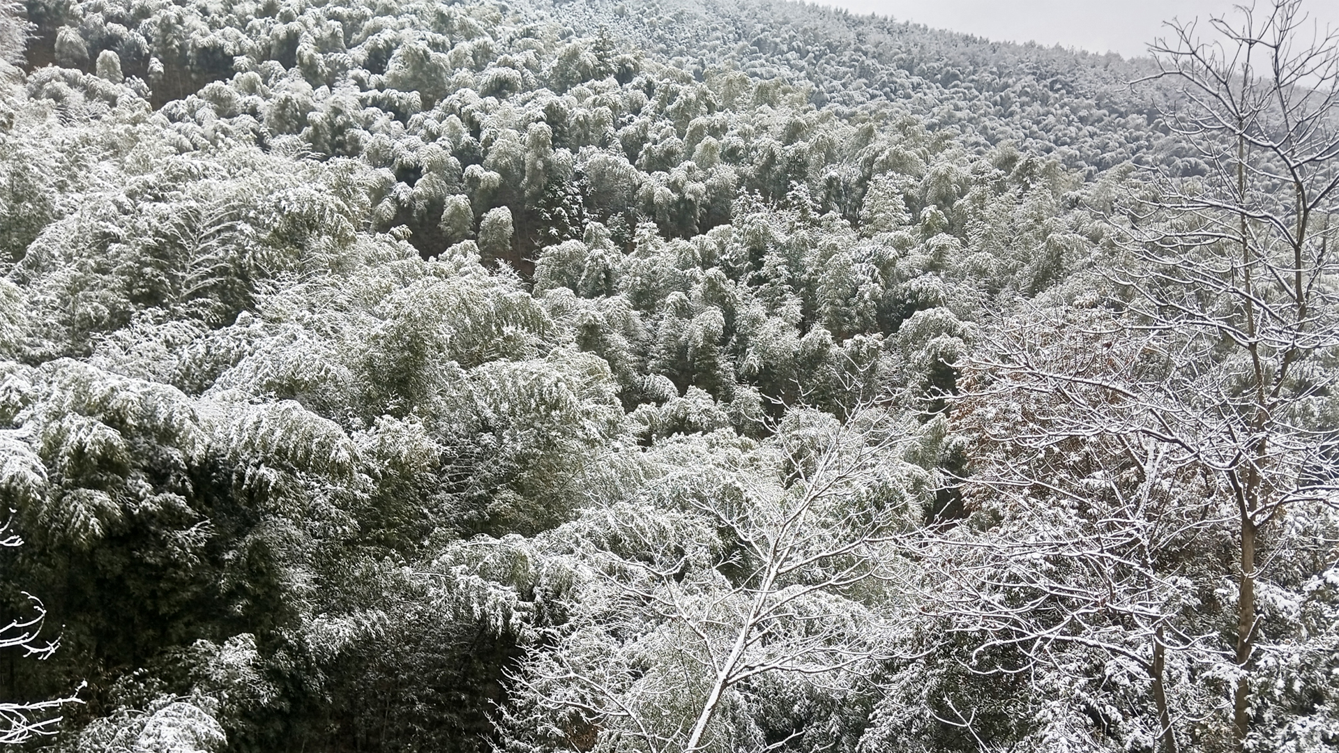 ['冬天 竹林 雪景 高清 电脑桌面壁纸']