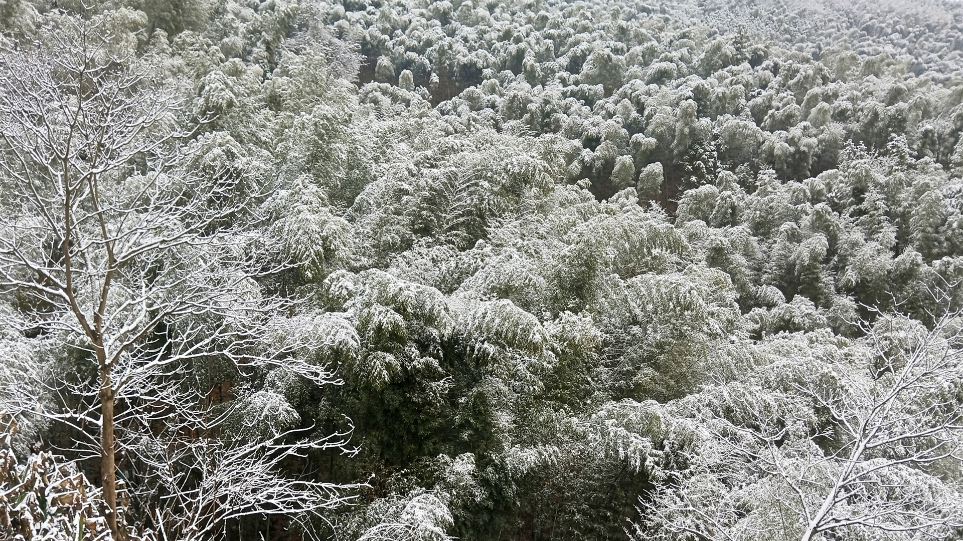 ['竹林雪景 冬天竹子 雪景竹子 竹子风景壁纸']