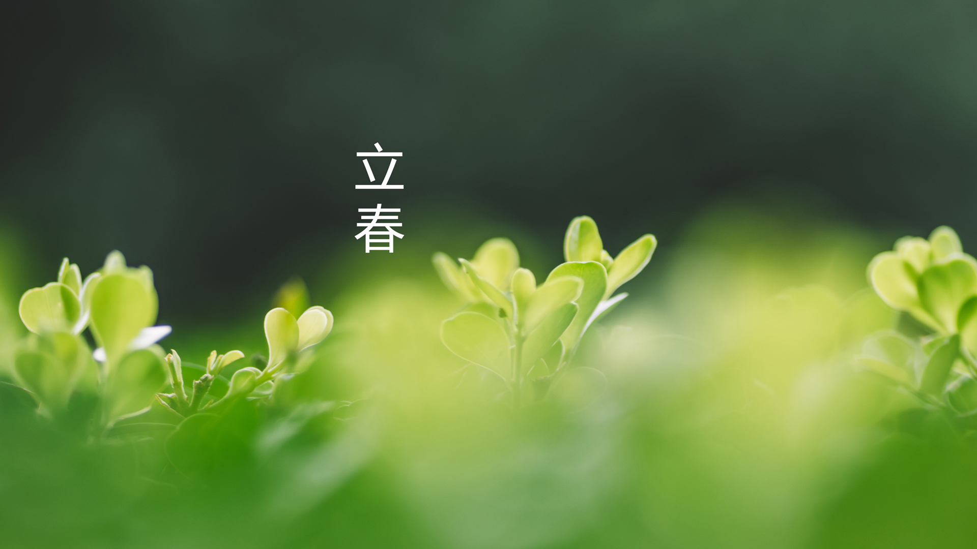 ['立春 二十四节气 树芽 绿色护眼壁纸']