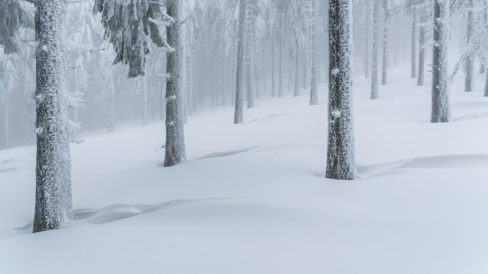 ['高清 冬季 大雪 雪山 树林 厚雪 风景 壁纸']