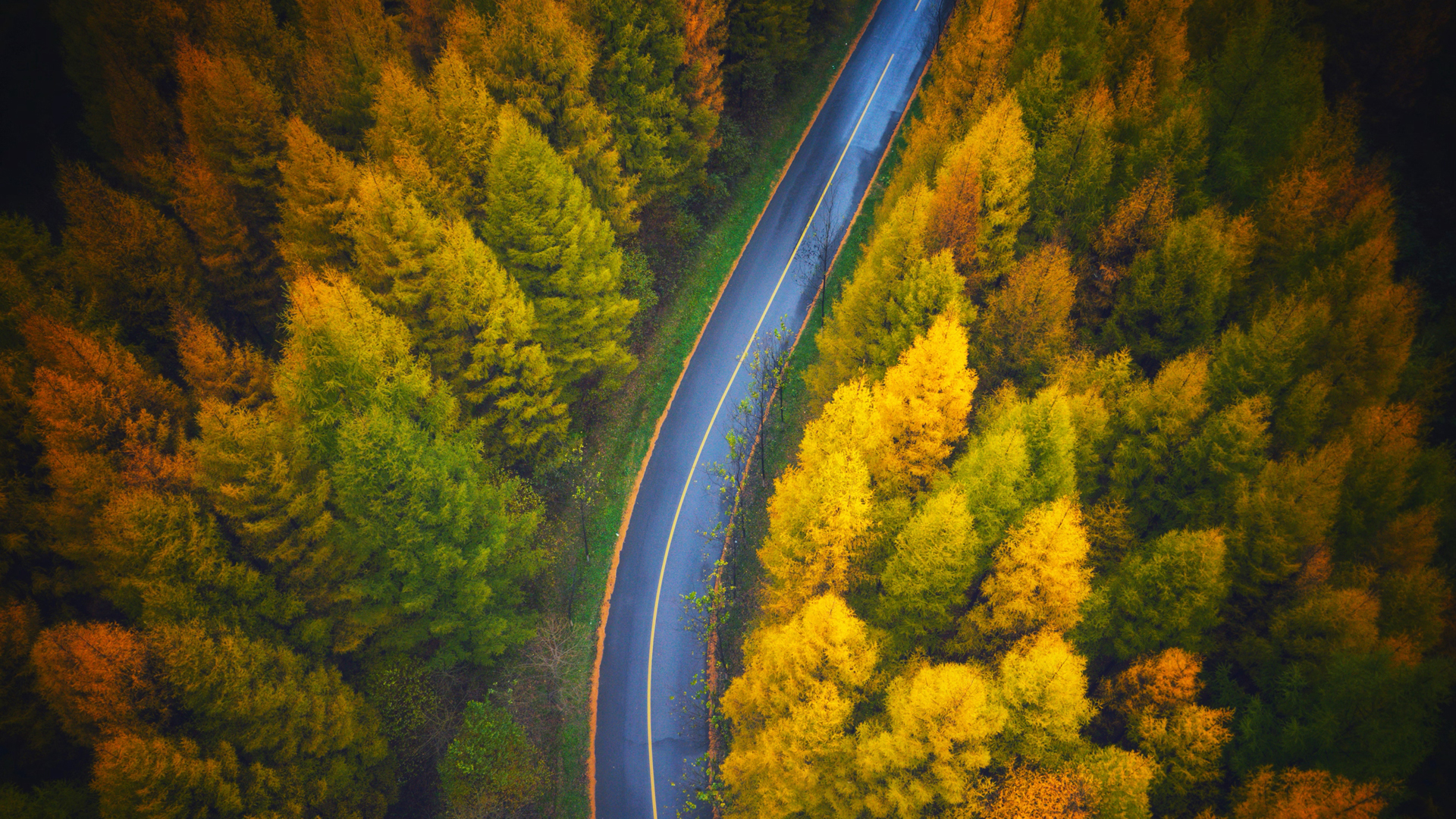 ['秋天 公路 树林 俯视 高清 风景 壁纸']