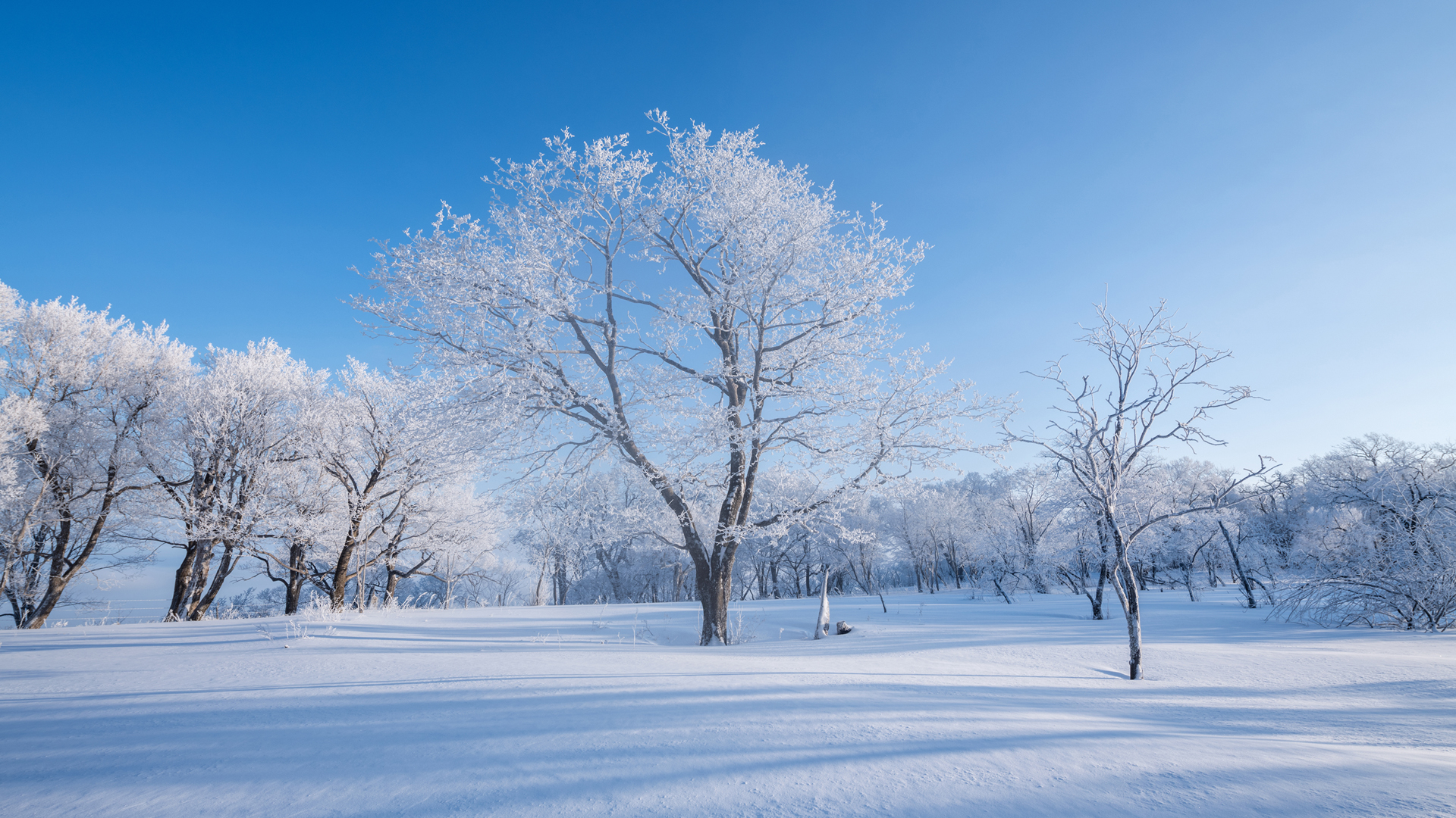 ['冬季雪景 树林 自然风景 高清桌面壁纸下载']