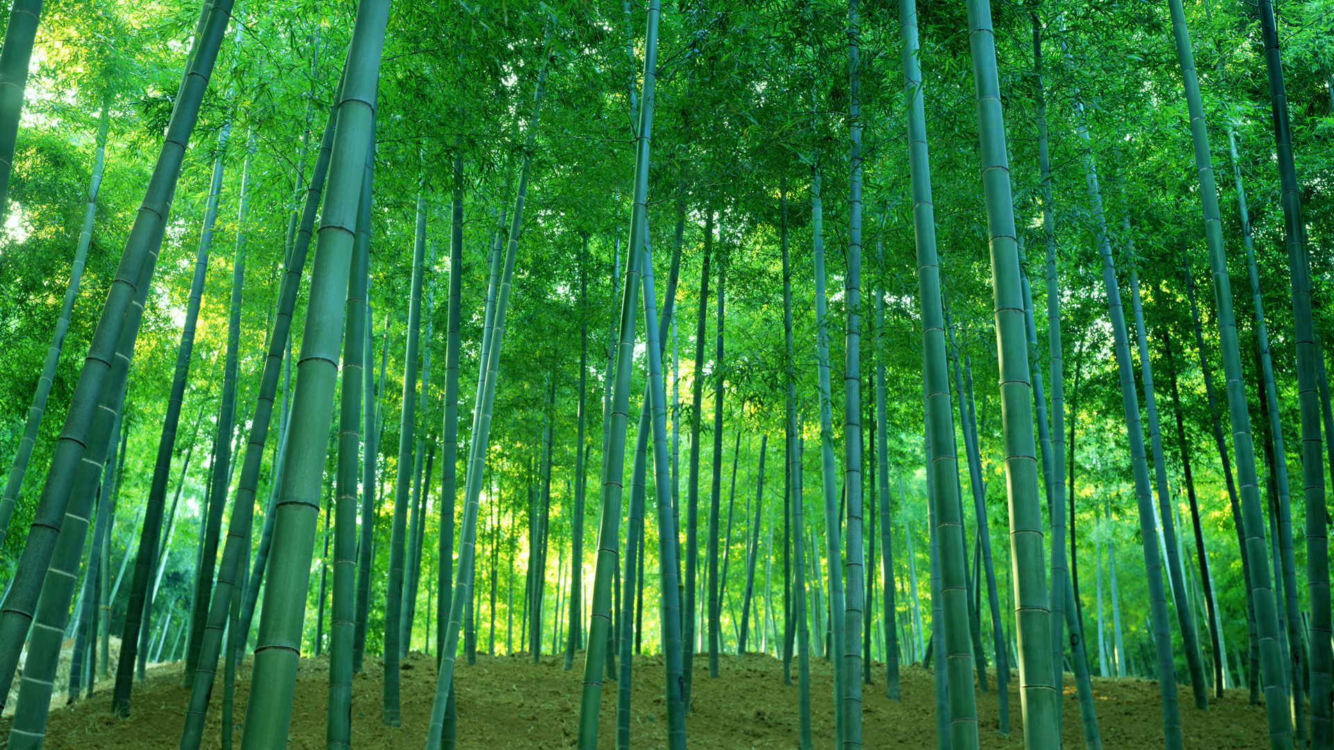 ['高清 绿色 竹林 山水 自然 风景 壁纸']