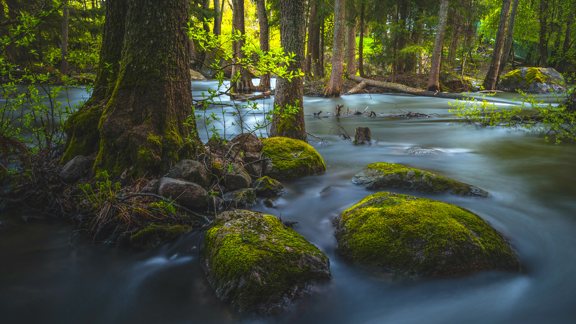 ['自然风景 高清壁纸 森林 溪流 苔藓 岩石']