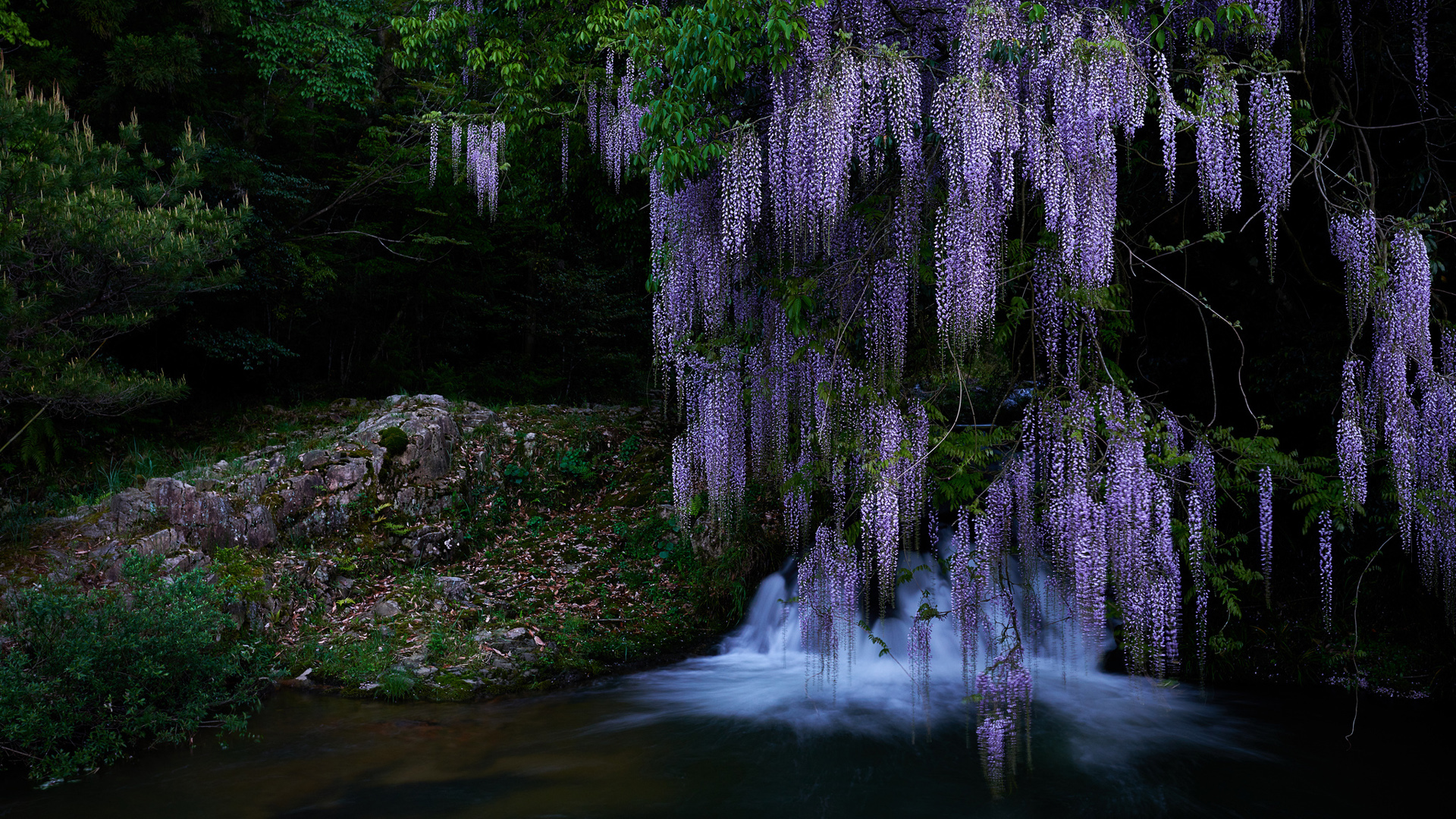 ['小溪流水 紫色花卉 自然风景 高清壁纸']