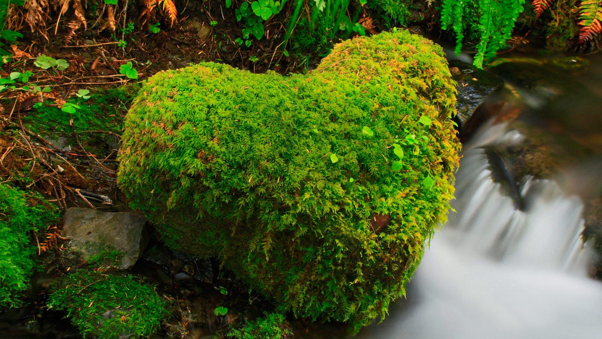 ['小溪 流水 石头 苔藓 绿色植物 自然 护眼 风景桌面壁纸']