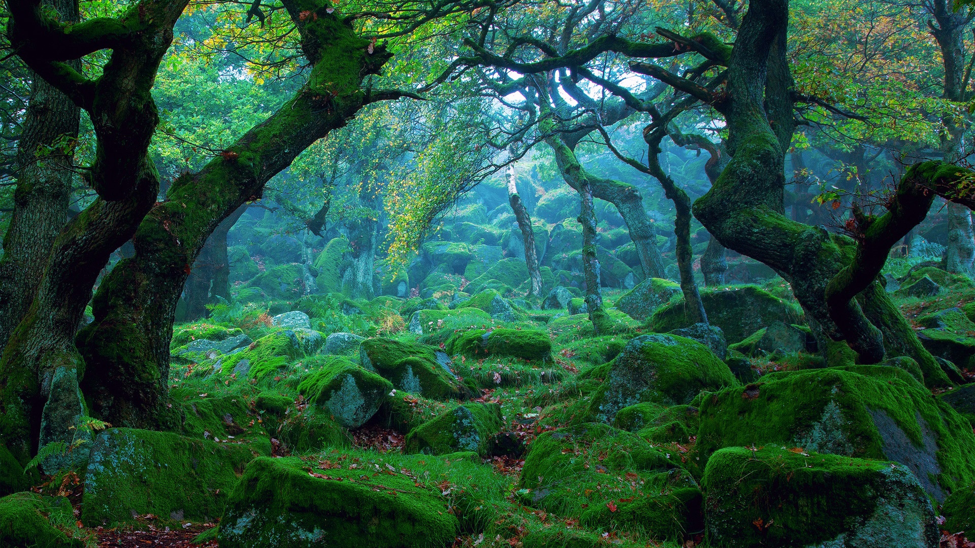 ['绿色森林 自然风景 高清壁纸 苔藓 石头 桌面壁纸']