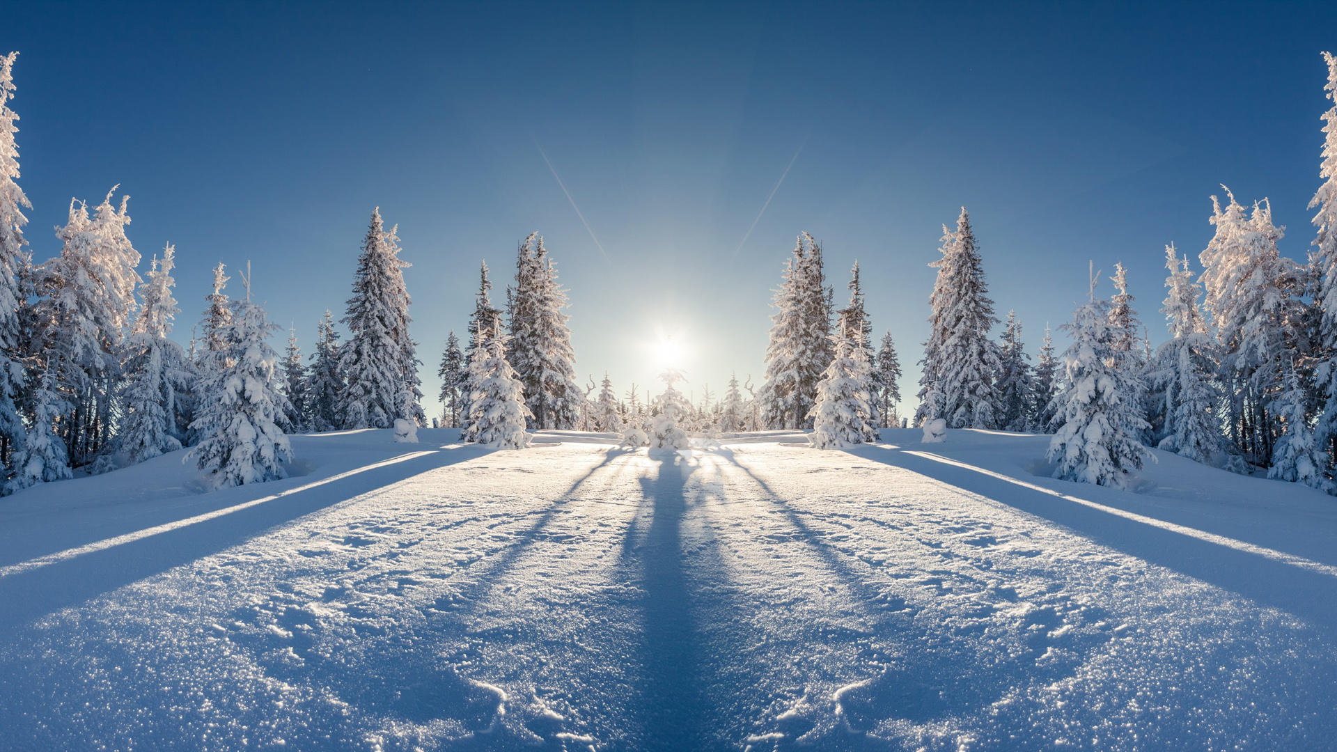 ['冬天 太阳 树林 雪地 天空 风光桌面壁纸']