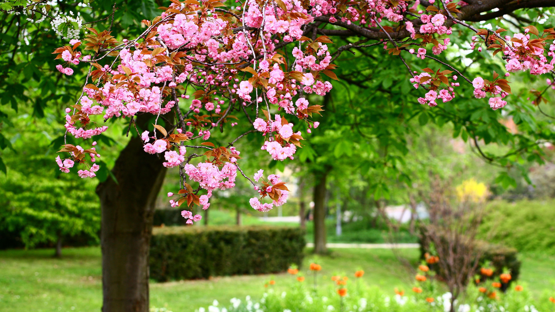 ['粉红花朵 绿色草地 公园风景 树林景观 桌面壁纸']