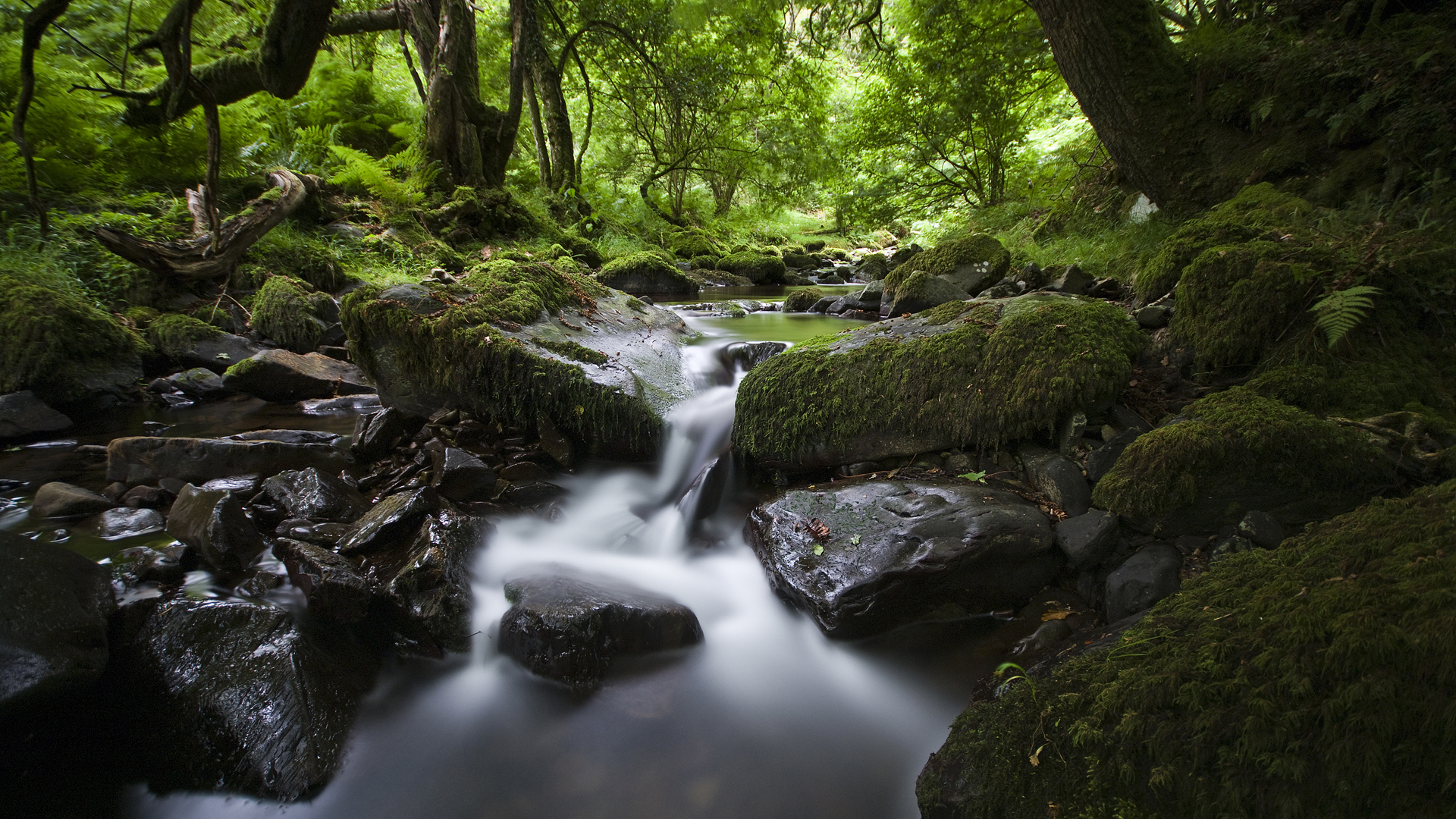 ['森林 树木 溪流 苔藓 绿色自然风景壁纸']