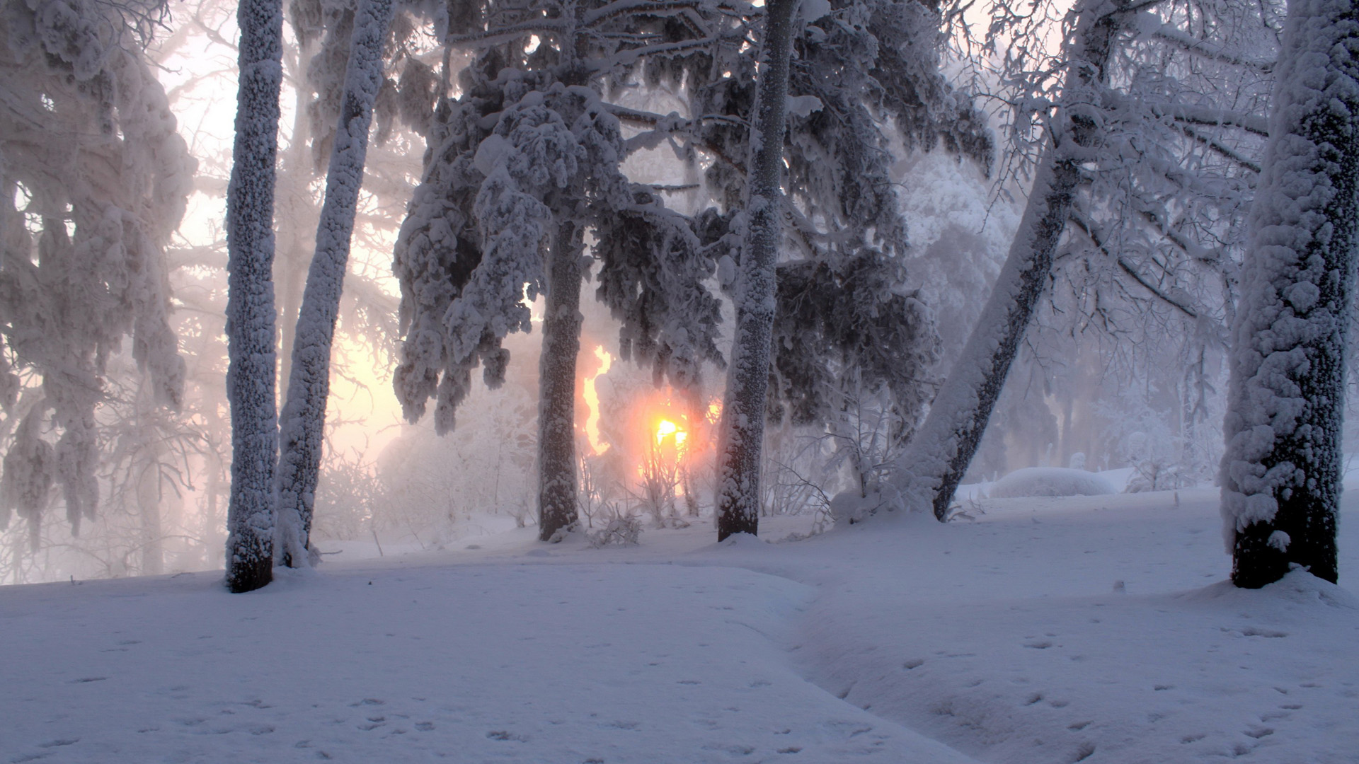 ['冬天 雪 树木 雾 太阳 自然风景 高清桌面壁纸']