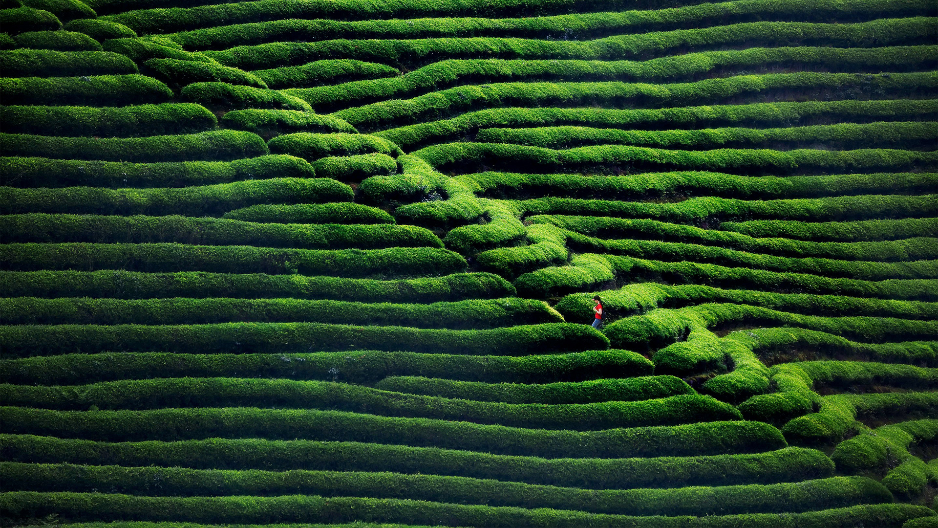 ['绿色茶园 高清壁纸 自然风景 生态茶园 绿色生态桌面壁纸']