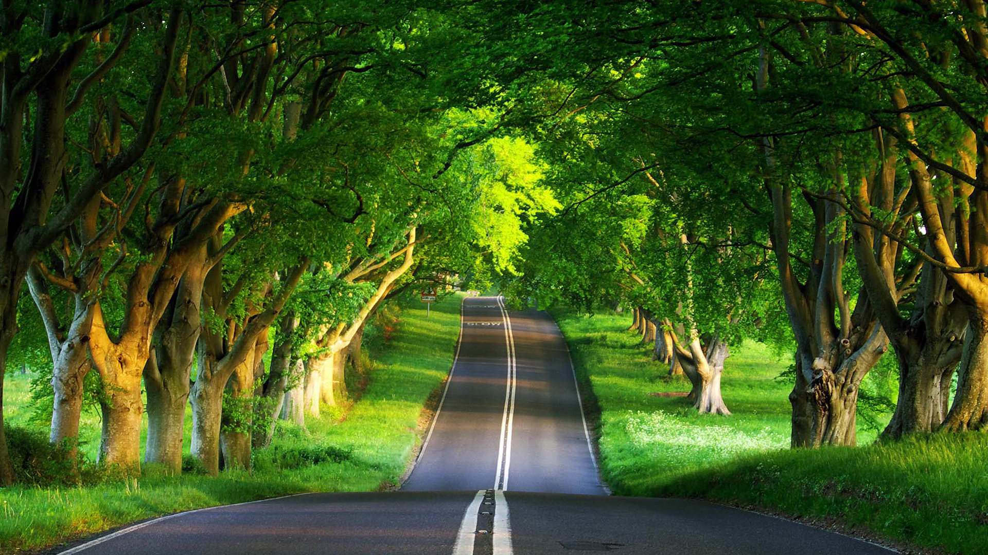 ['夏季高清绿色森林公路自然护眼风景桌面壁纸']