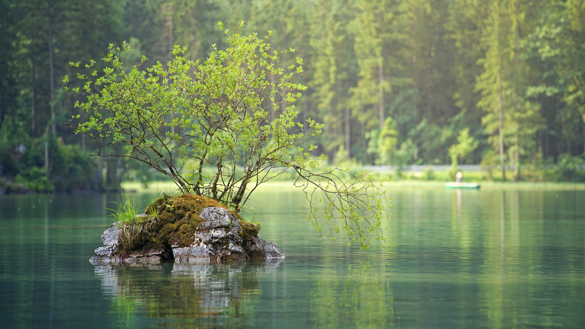 ['绿色森林 湖泊 自然风景 护眼壁纸']